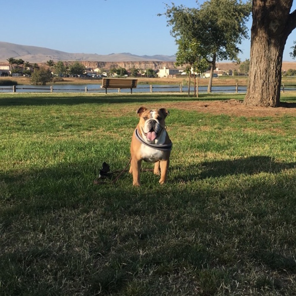 Meet Your Posher, Bruno, And See Our Ratings 🐶